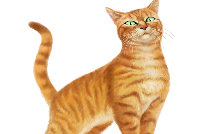 猫武士雷族族长火星