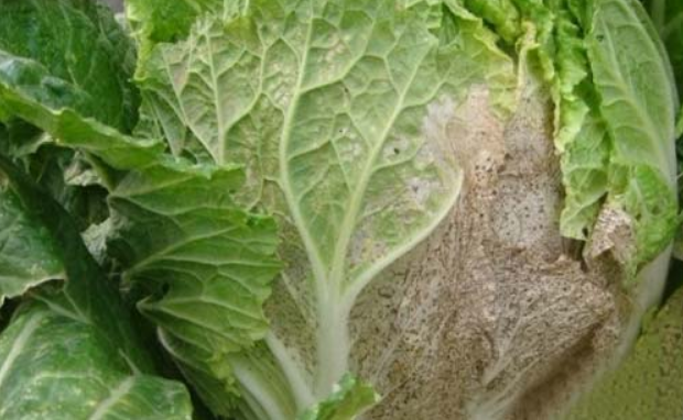 白菜菌核病