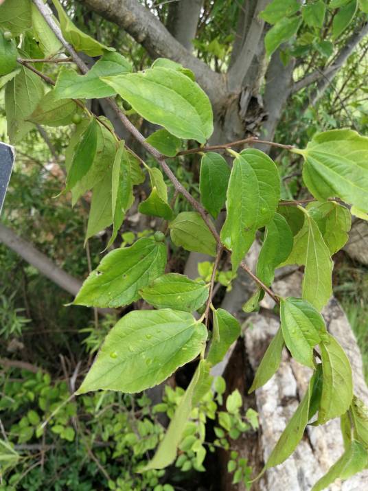 白朴（大麻科朴属植物）_百度百科