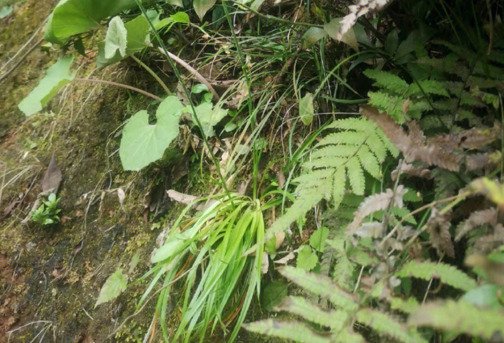 肺筋草