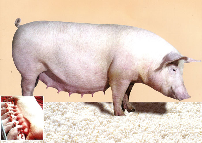 托佩克种猪(中国)有限公司