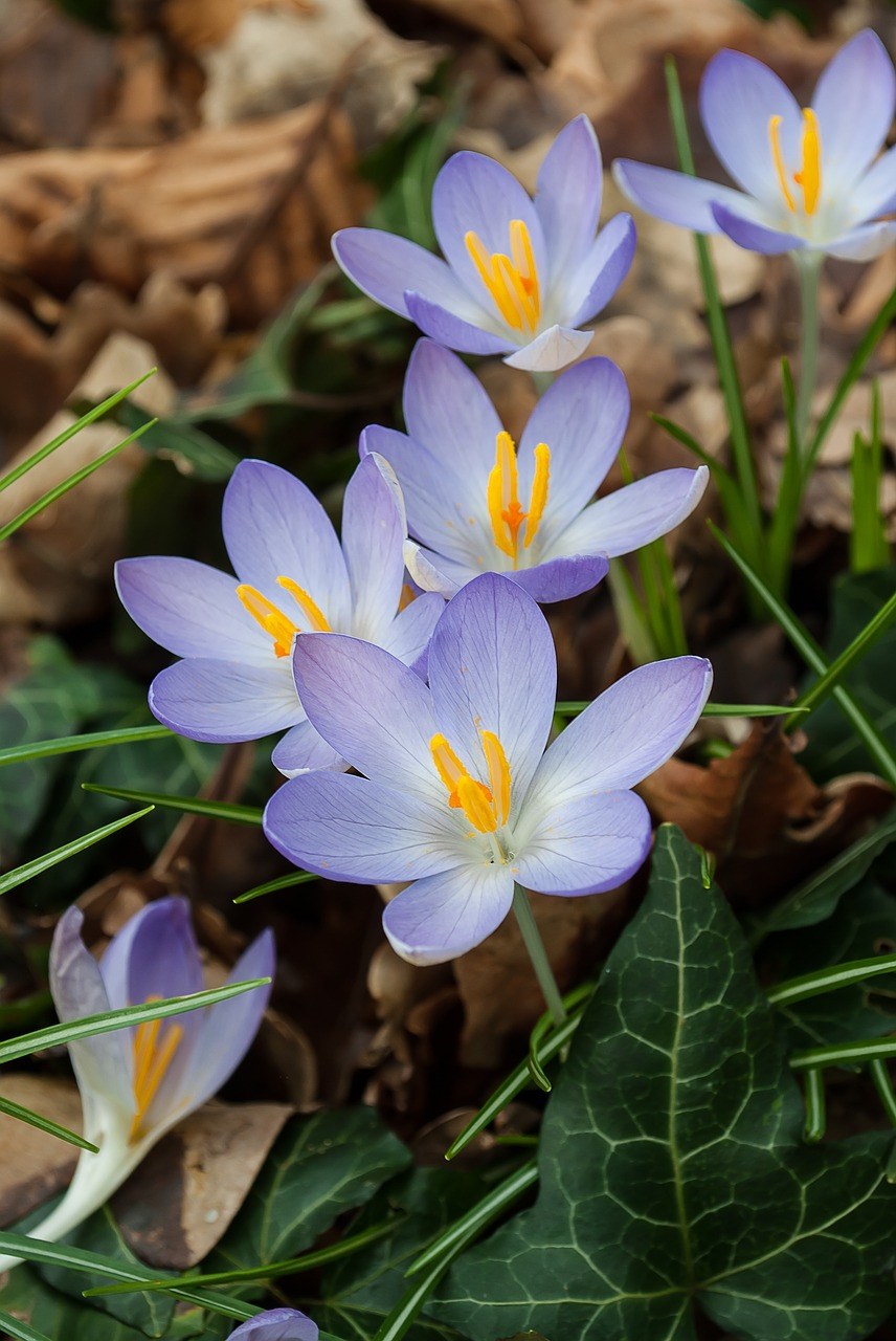  p data-id="txtpjl0wa3ey">番红花( i>crocus sativus /i> l.
