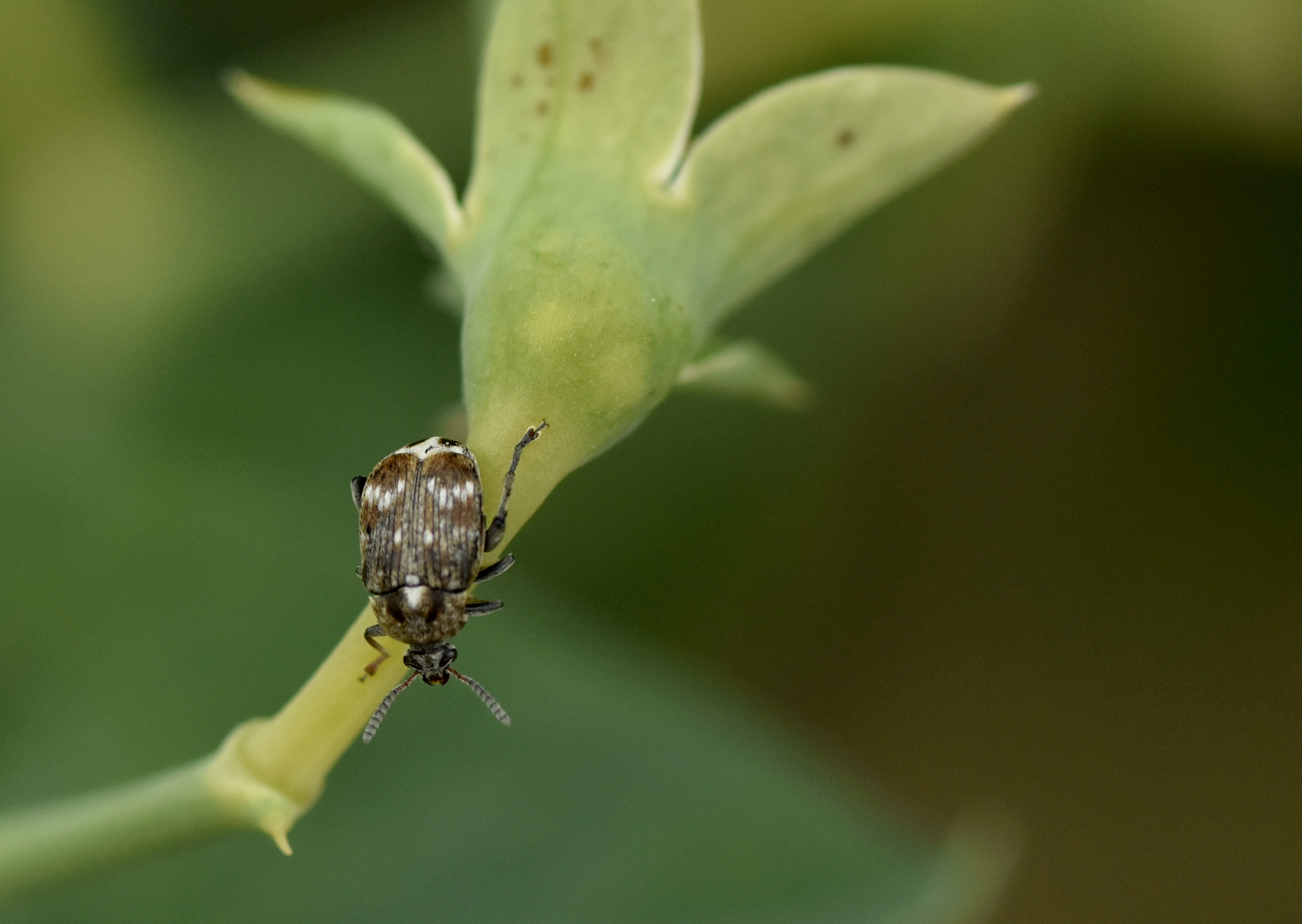  p>豌豆象(学名: i>bruchus pisorum /i>)是豆象科,豆象属昆虫.