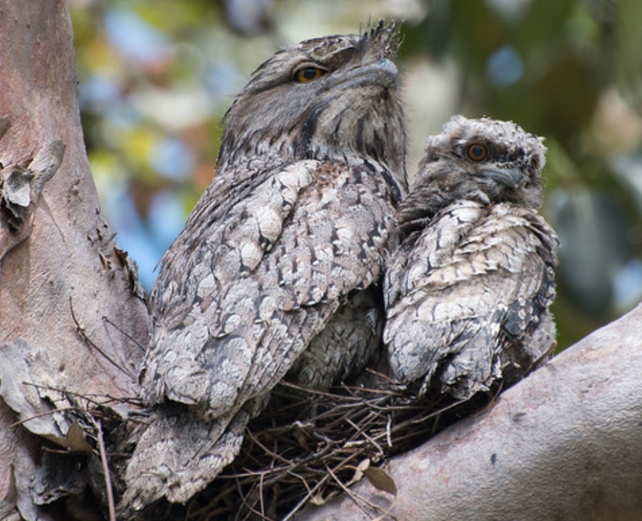  p data-id="tyl2lsktviep">蛙口夜鹰科(学名:podargidae):鸟纲,蛙口