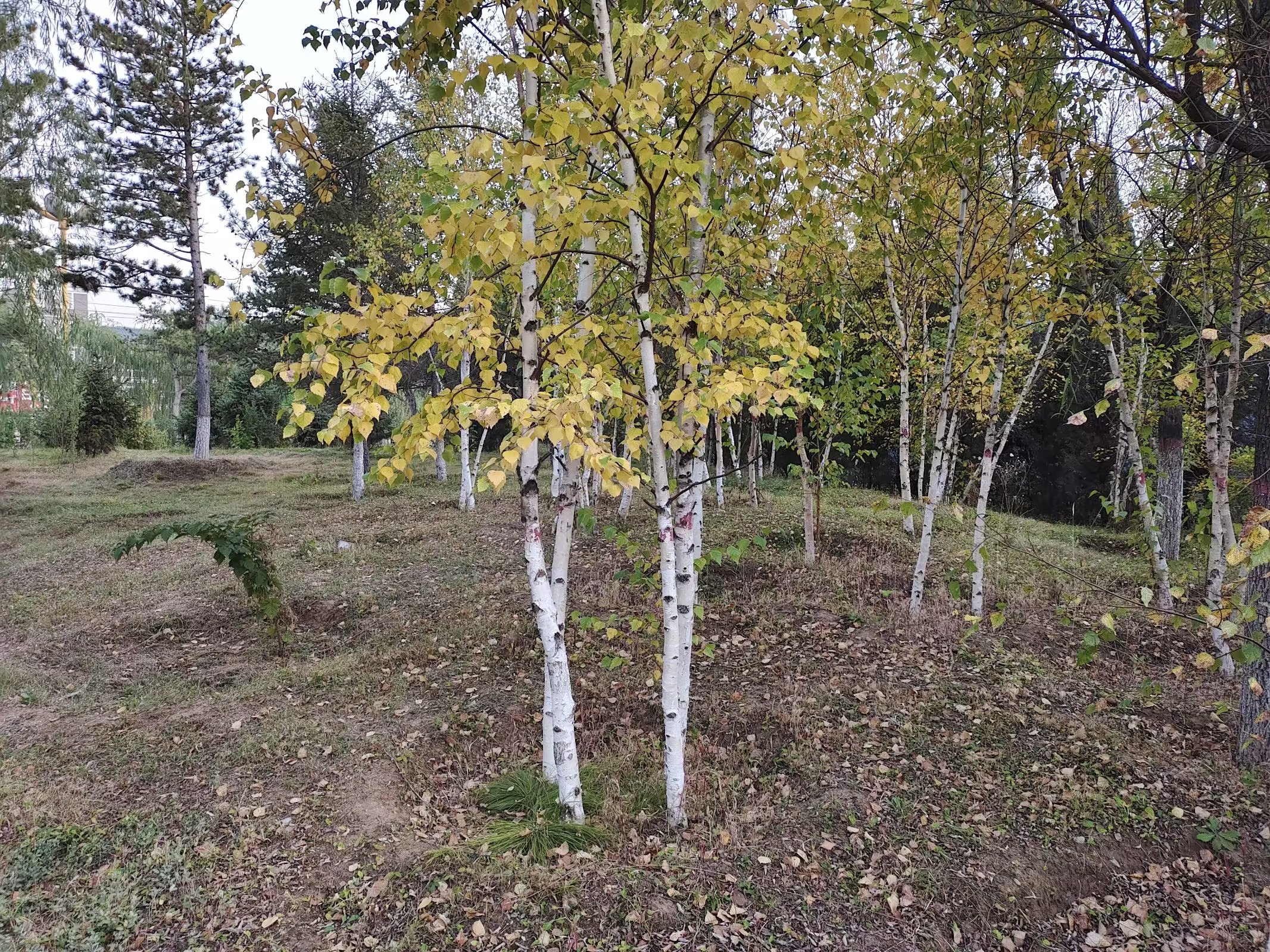  p>桦树是桦木属植物的通称.