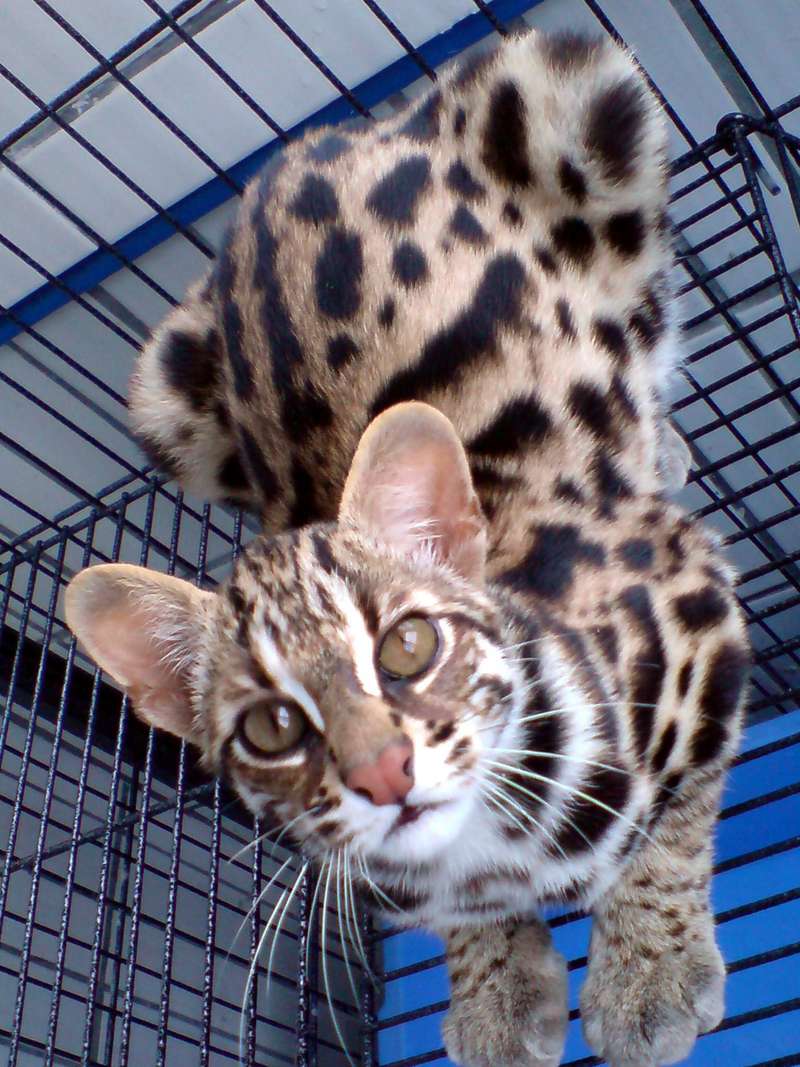  p>豹猫(学名: i>prionailurus bengalensis /i>)是猫科,豹猫属动物.