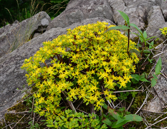  p>东南景天(学名: i>sedum alfredii /i> hance)是景天科,景天属植物