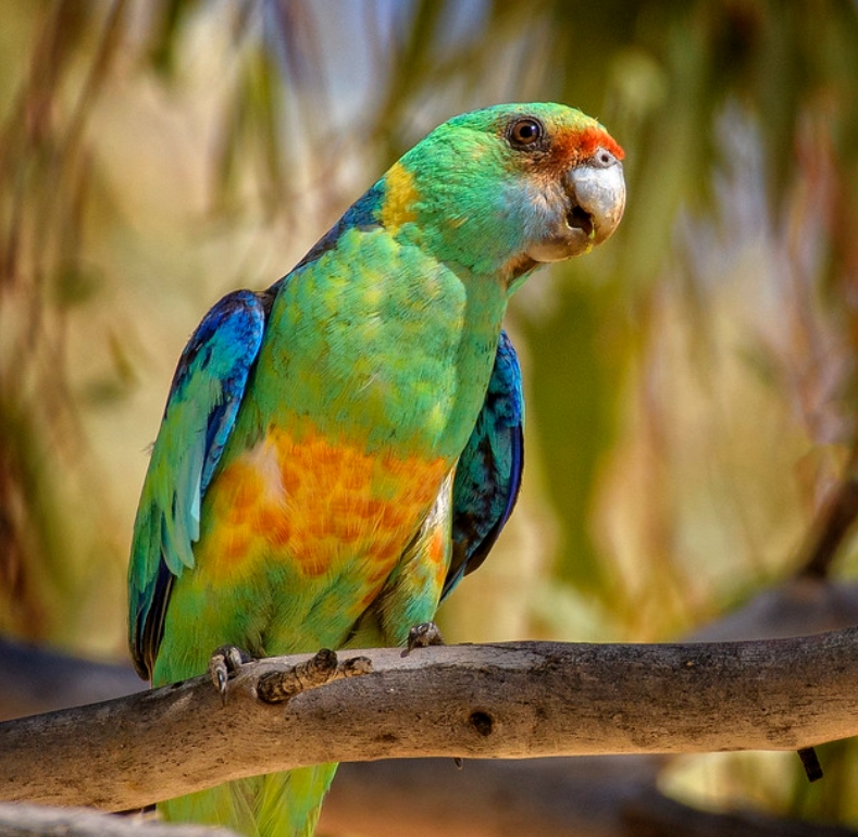  p>澳大利亚环颈鹦鹉(学名: i>barnardius zonarius /i>):是鹦鹉科