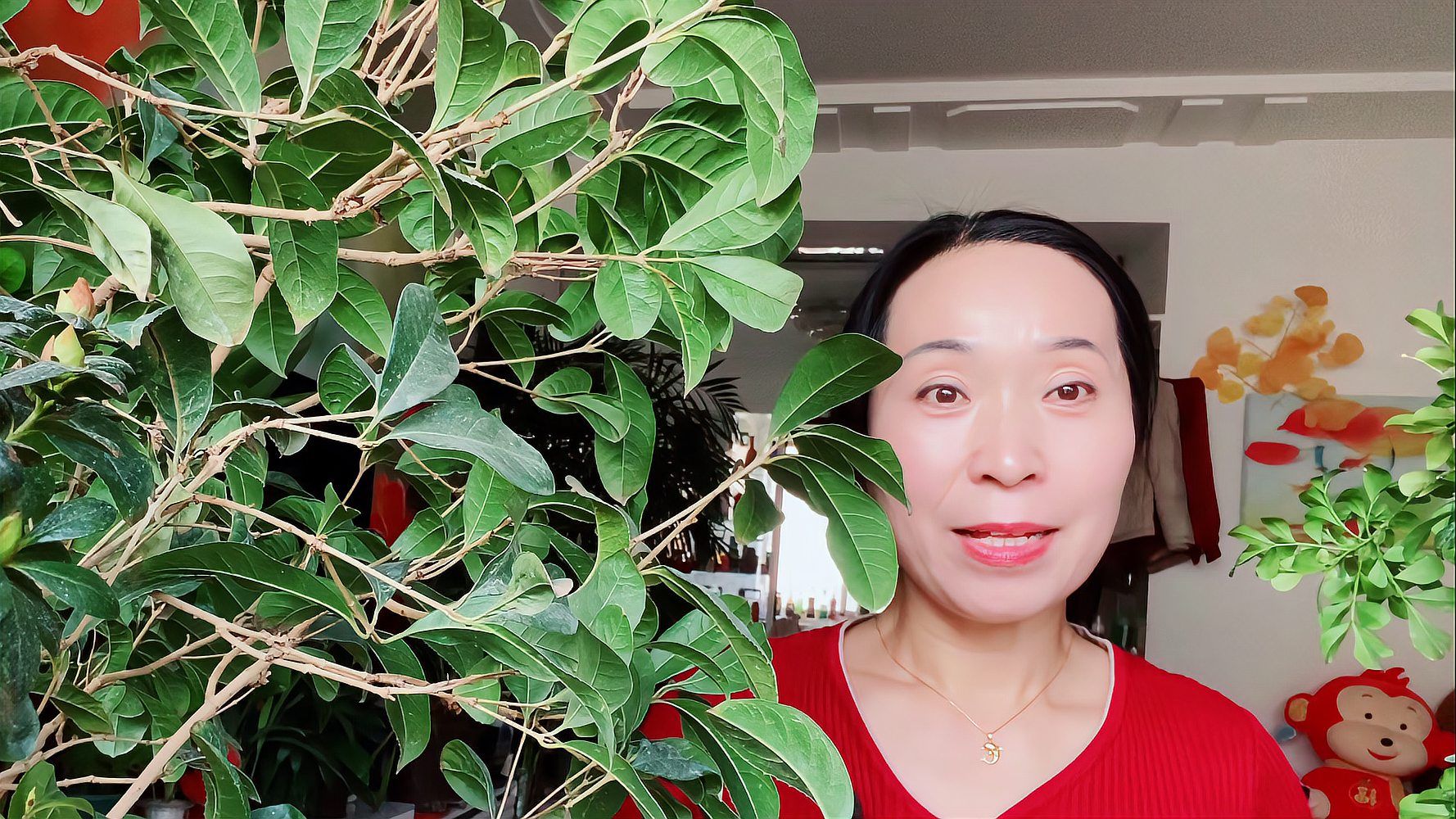 月桂 樟科月桂属植物 百度百科