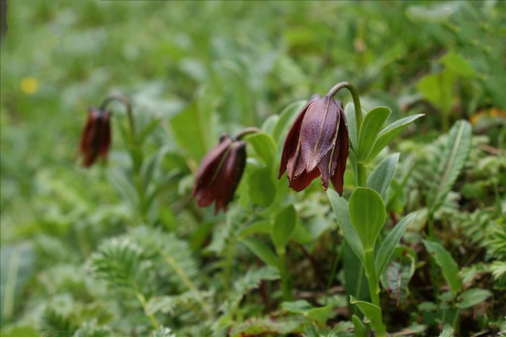  p>紫花百合(学名: i>lilium souliei /i> (franch.