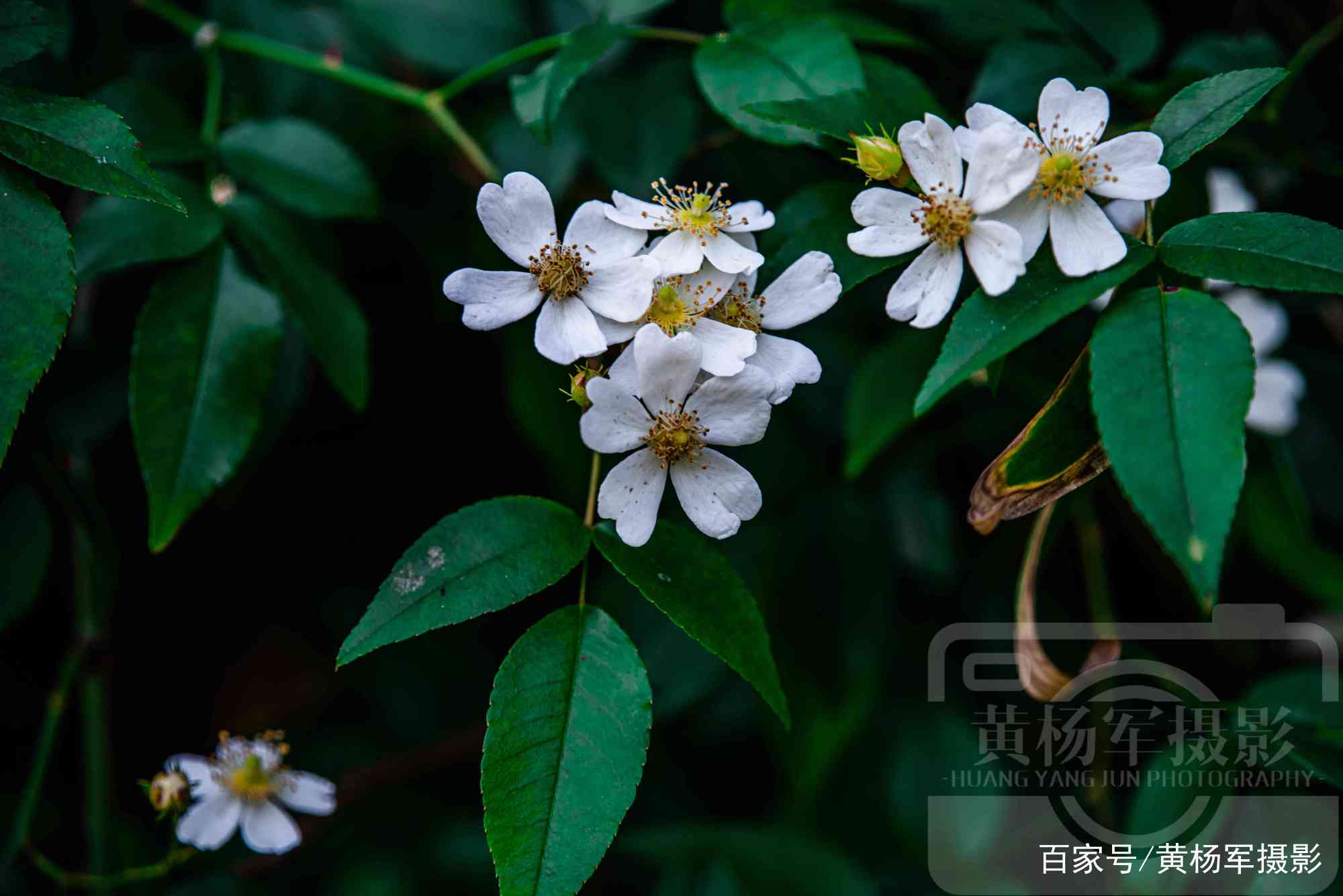 小果蔷薇花盛开的美丽，花繁叶绿，洁白芳香的娇艳花朵非常漂亮_百科TA说