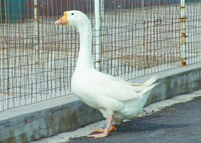  p>豁眼鹅又称五龙鹅,疤拉眼鹅和豁鹅,为白色中国鹅的小型品 a target