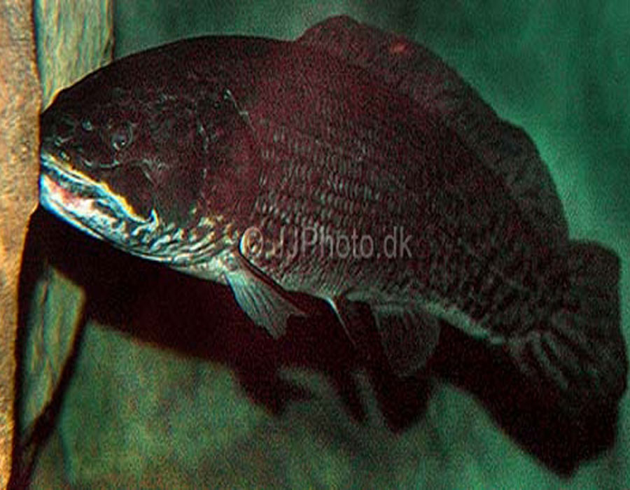  p>弓鳍鱼 amia calva 亦作grindle.