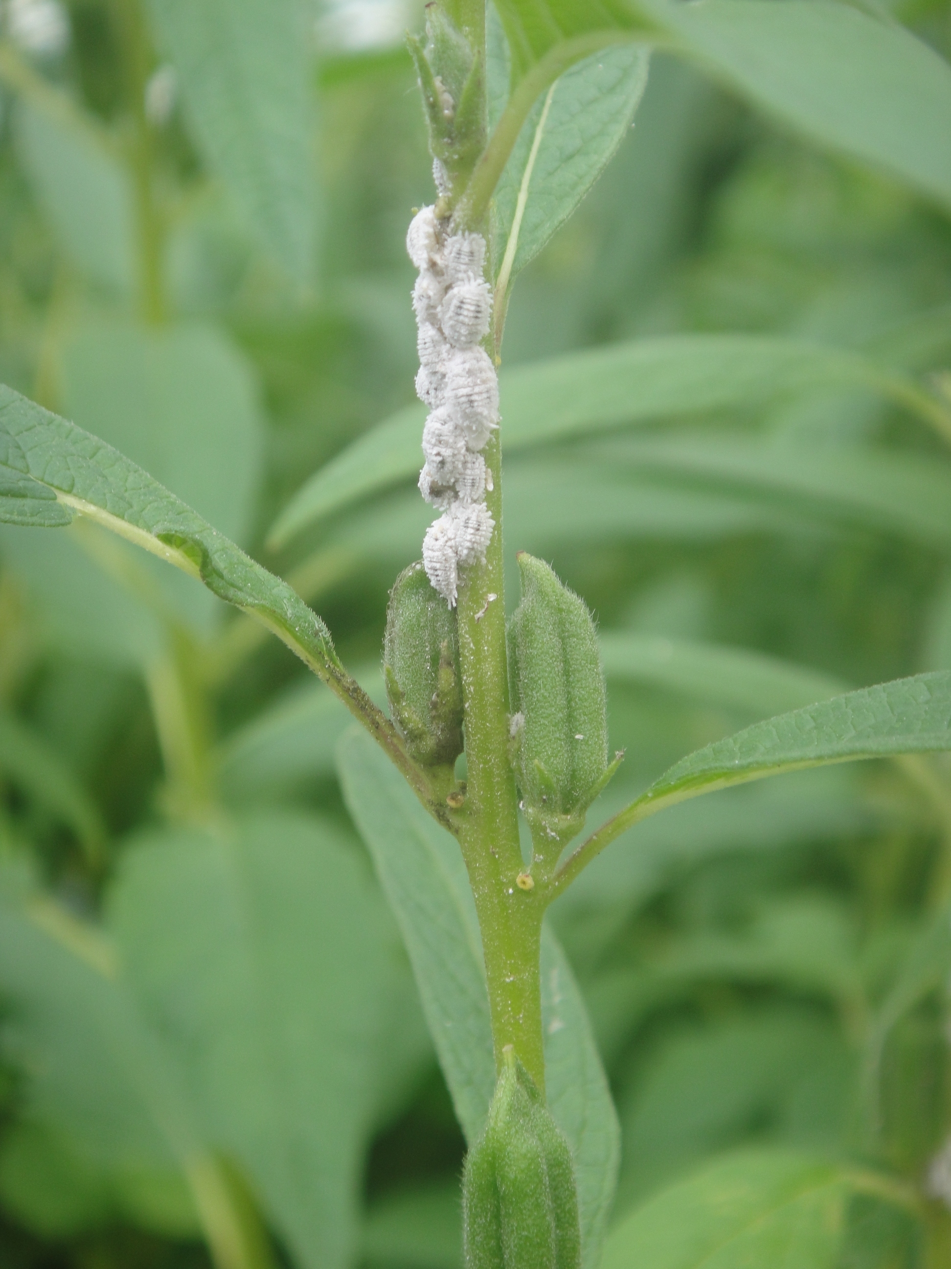  p>扶桑绵粉蚧(phenacoccus solenopsis tinsley)属 a href="#" data