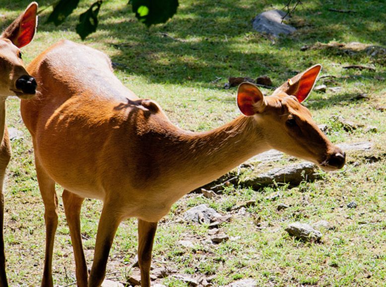  p>泽鹿(学名: i>rucervus duvaucelii /i>)