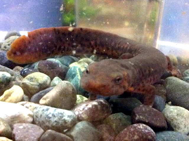  p>黑斑肥螈(学名: i>pachytriton brevipes /i>)是蝾螈科,肥螈属两栖