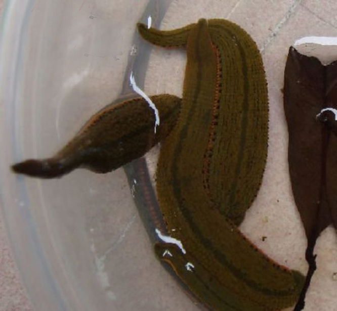  p>暴龙水蛭  这种牙齿外露的水蛭是在秘鲁的一个小女孩的鼻子里发现