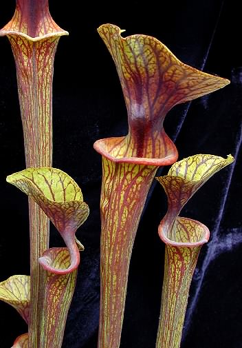 ornata)为 a target="_blank" href="/item/瓶子草属">瓶子草属 /a>