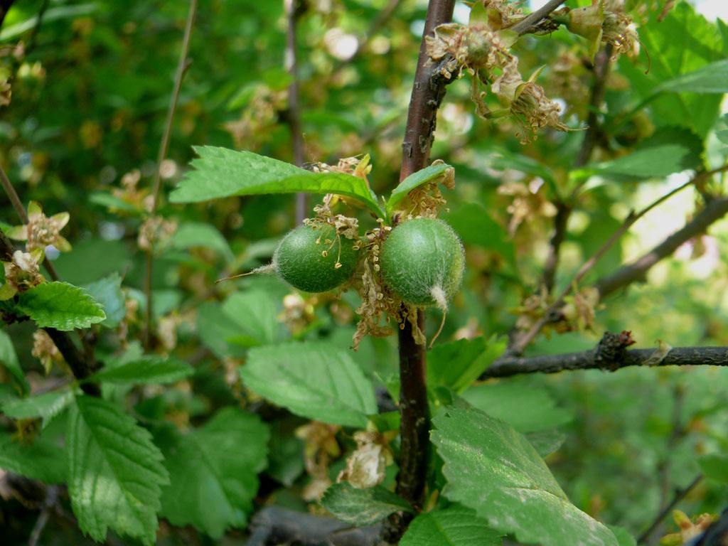  p>长叶二裂委陵菜(拉丁名:potentilla bifurca l. var. major ledeb.
