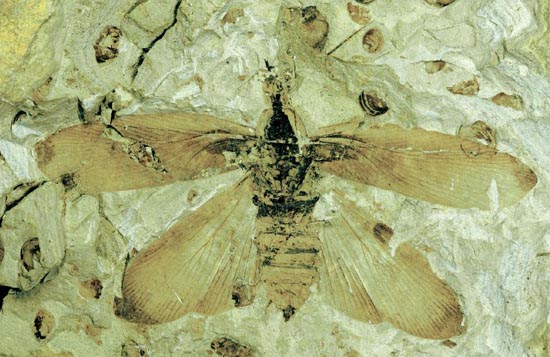  p>石炭纪(carboniferous)约处于 a href="#" data-lemmaid="2172198"