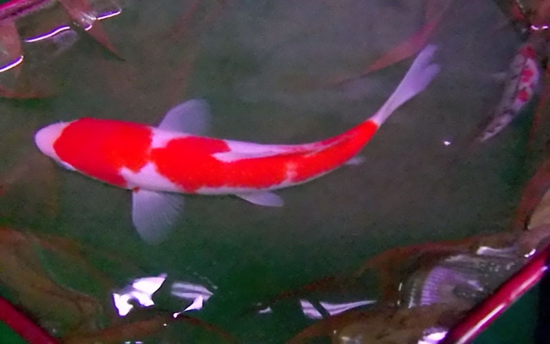 红锦鲤