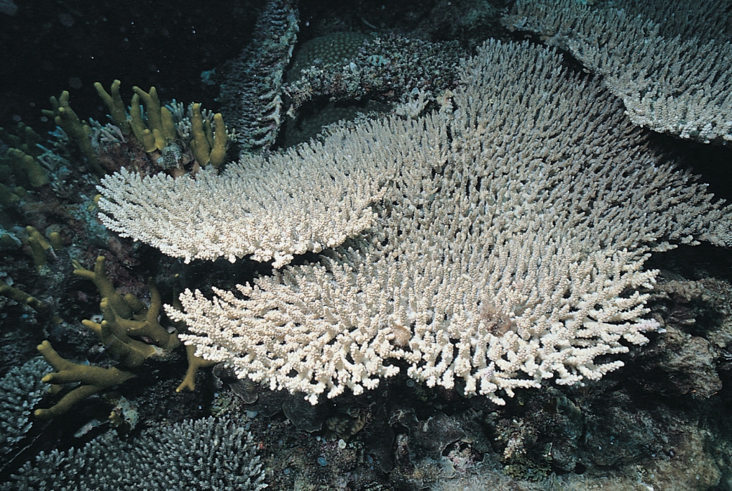 拉提斯特鹿角珊瑚