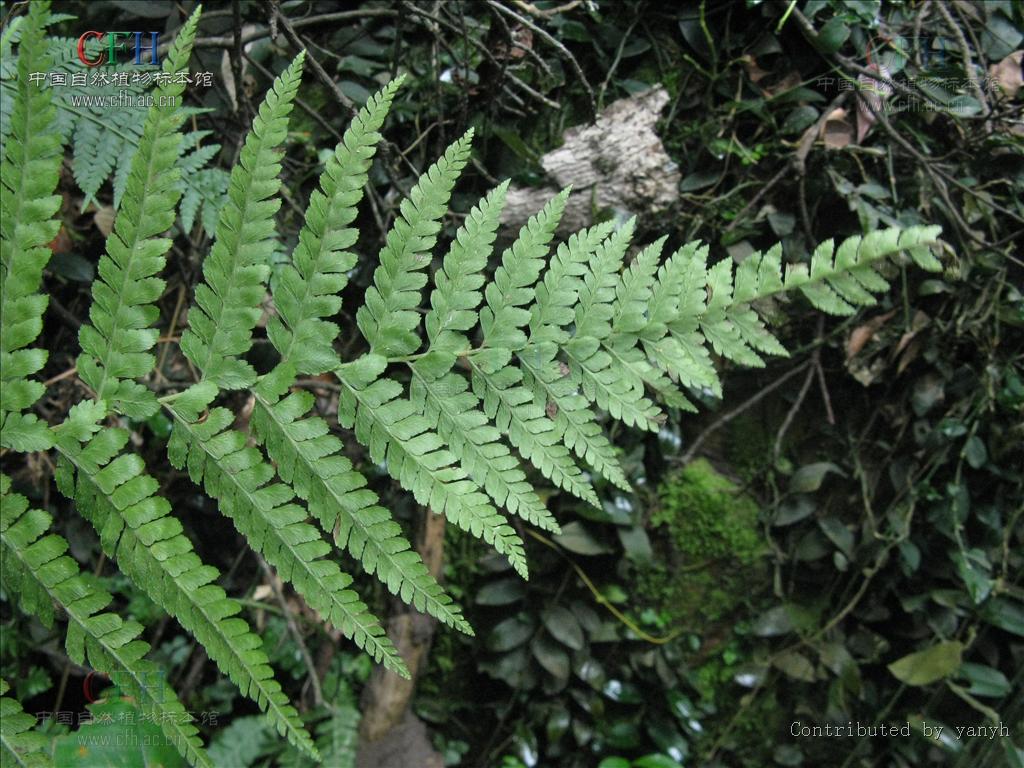 microlepia khasiyana (hook.) presl