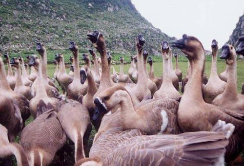 平坝灰鹅_百度百科