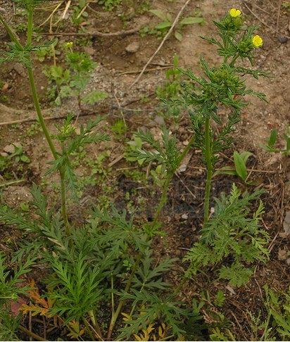 矮生大萼委陵菜