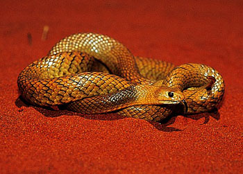 眼镜蛇(学名:pseudonaja nuchalis)是眼镜蛇科,拟眼镜蛇属动物