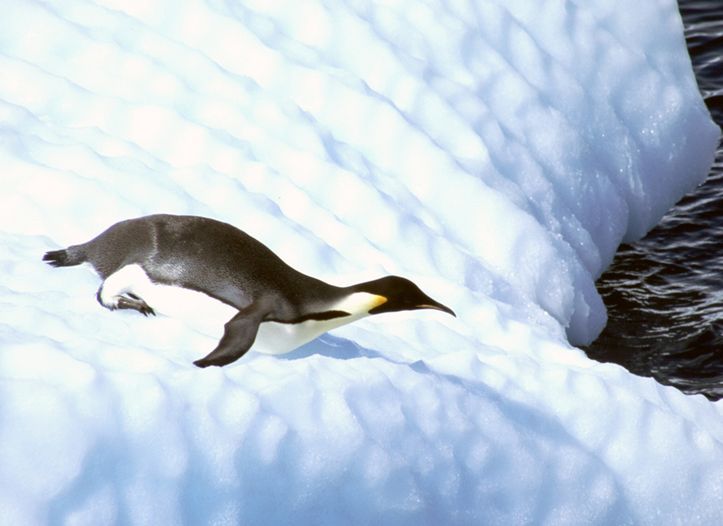  p data-id="gnsqdxvtmd">帝企鹅(学名: i>aptenodytes forsteri /i>)