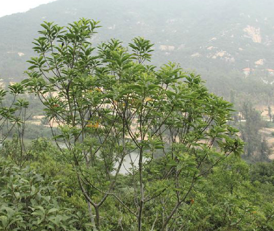  p>粘木(学名: i>ixonanthes /i>  i>reticulata /i> jack)是古柯科