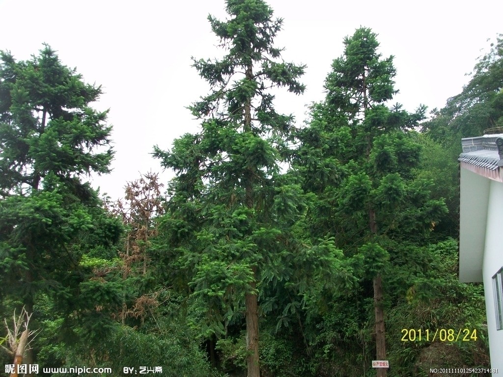  p>针叶林是以针叶树为建群种所组成的各类森林的总称.