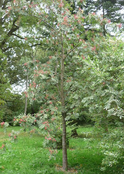  p>湖北花楸(学名:sorbus hupehensis c. k. schneid.