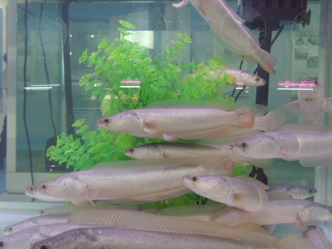  p data-id="gnbsyeoixy">白乌鱼又叫 a target