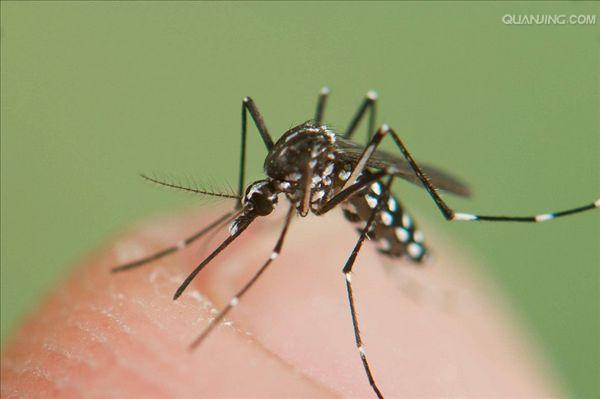  p>白纹伊蚊,也被称为 a href="#" data-lemmaid="10681600">亚洲虎蚊