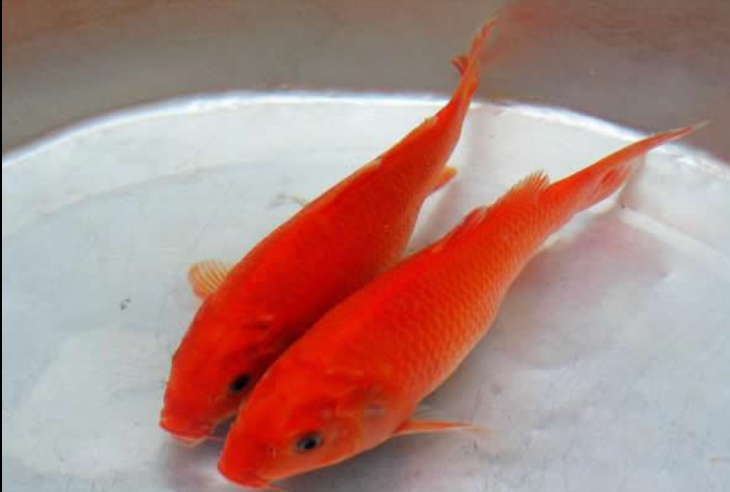  /p> p data-id="gnwisn2an1">红鲤鱼是一种可以长