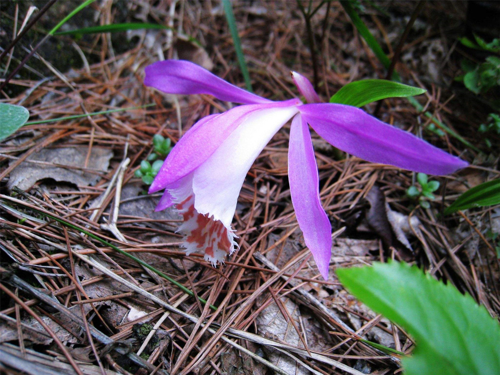  p>独蒜兰(学名: i>pleione bulbocodioides /i>  (franch.