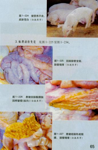  p> a target="_blank" href="/item/猪增生性回肠炎/12604333" data