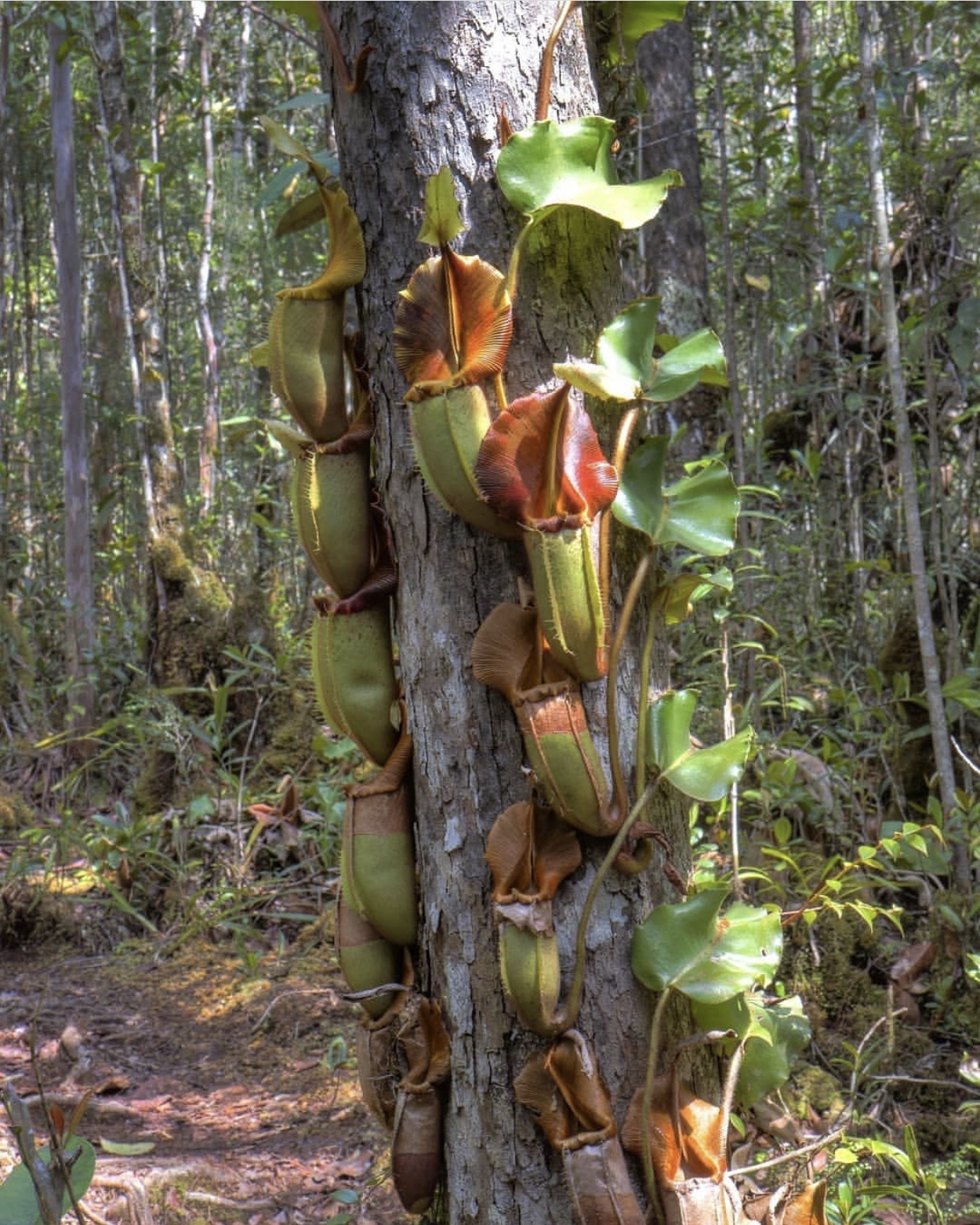 nepenthes veitchii