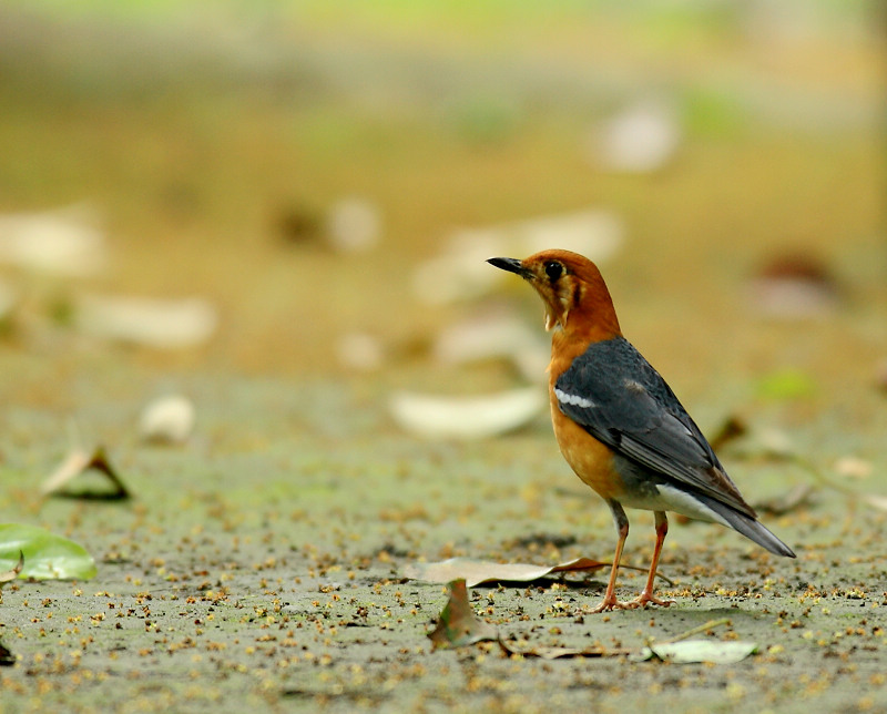 是鸫科的一个属,是由一群中等体型的食虫或杂食性的鸟类所组成的属