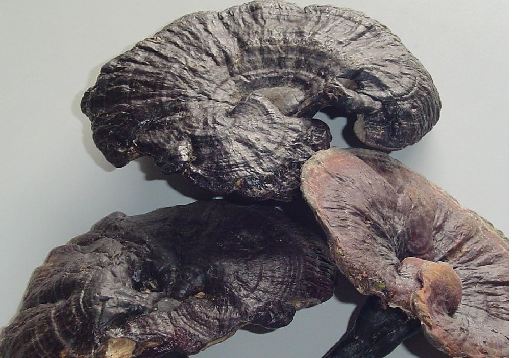 href="/item/玄芝/3627104" data-lemmaid="3627104">玄芝 /a>,黑云芝