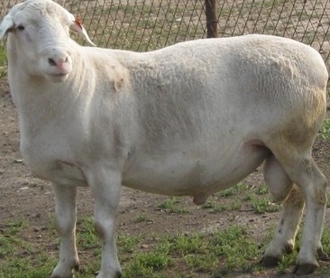 data-lemmaid="127666">南非 /a>,也简称杜泊羊,用南非土种绵羊黑头