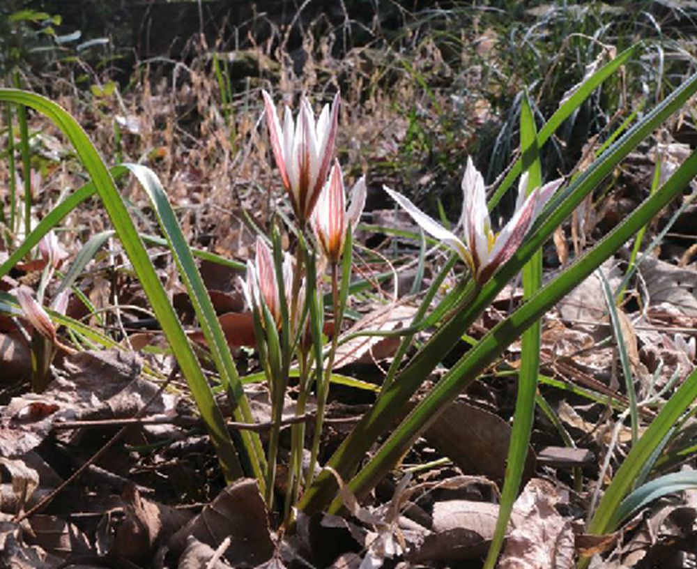 tulipa edulis
