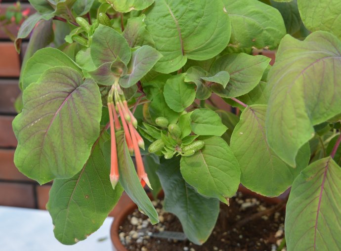  p>长筒倒挂金钟,柳叶菜科 a target="_blank" href="/item/倒挂金钟