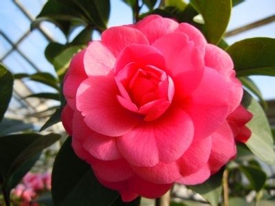  p>大朱砂是茶花种类的一种,是一种具有高度观赏价值的木本花卉.