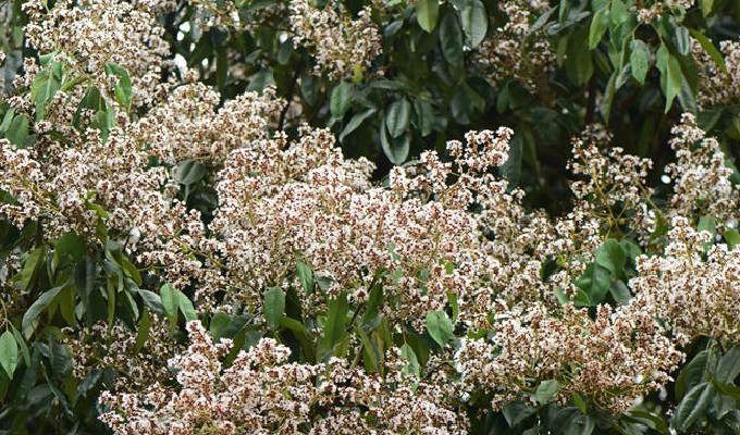  p>软荚红豆(学名: i>ormosia semicastrata /i> hance)是豆科,红豆属