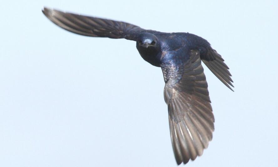  p>紫崖燕,鸟纲动物,分布于北美地区,包括美国,加拿大,格陵兰,百慕大