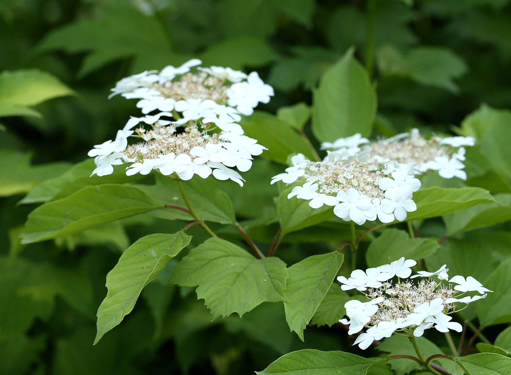 lomatogoniopsis alpina t. n. ho et s. w. liu