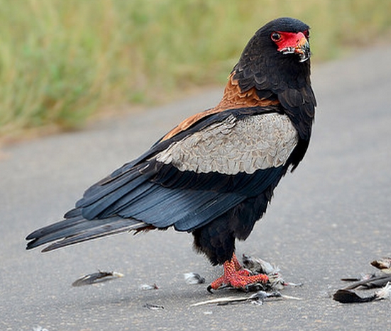  p>短尾雕(学名: i>terathopius ecaudatus /i